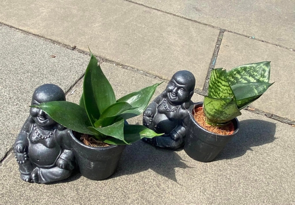 Buddha Plants