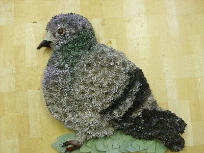 Pigeon