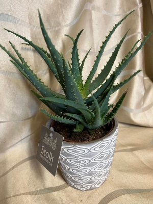 Aloe Vera plant