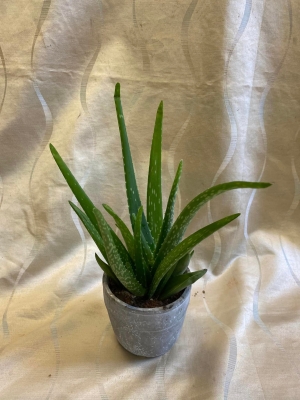 Aloe Vera