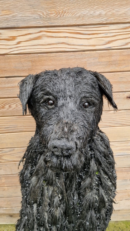 Black Labrador Sitting