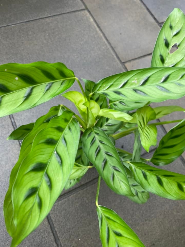 Calathea Plant