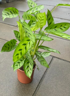 Calathea Plant