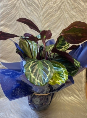 Gift Wrapped Large Calathea