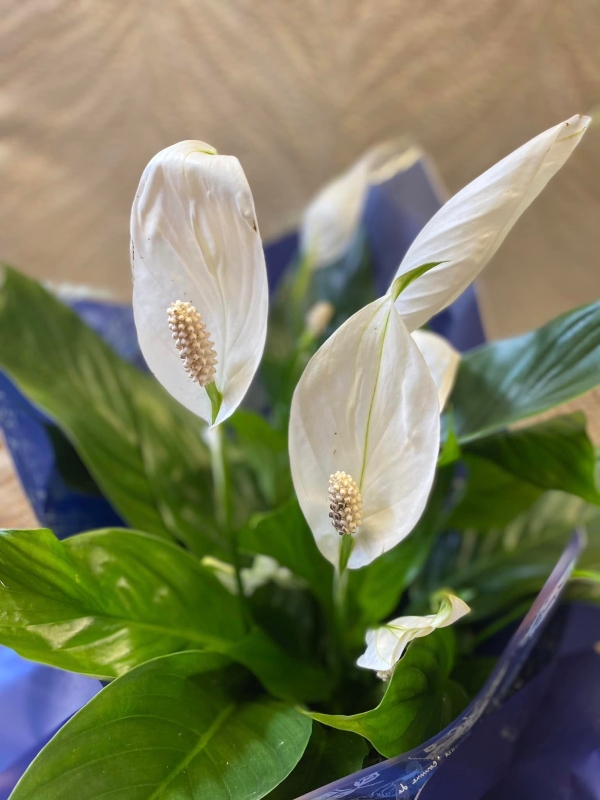 Large Calla Lily Plant Gift Wrapped