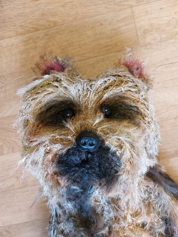 Ronnie the yorkie