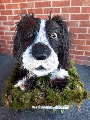 Spring spaniel Puppy