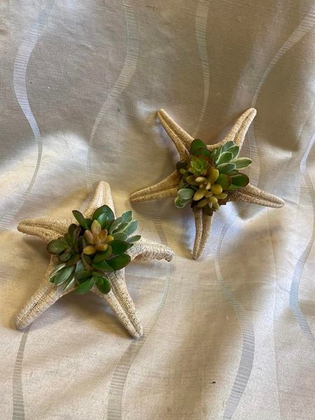 Starfish Succulent