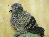 Pigeon