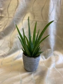 Aloe Vera