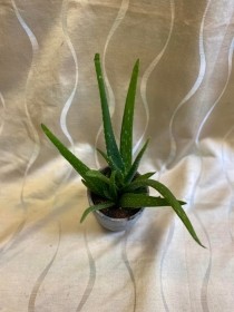 Aloe Vera