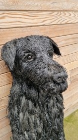 Black Labrador Sitting