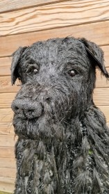 Black Labrador Sitting