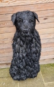 Black Labrador Sitting