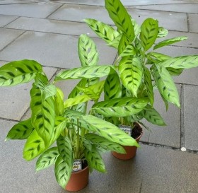 Calathea Plant