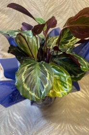 Gift Wrapped Large Calathea