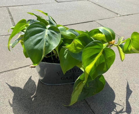 Heartleaf Philodendron