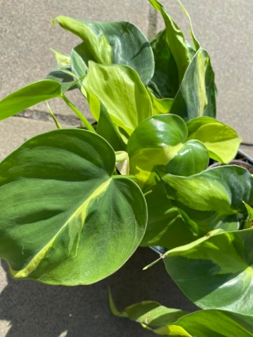 Heartleaf Philodendron