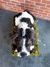 Spring spaniel Puppy