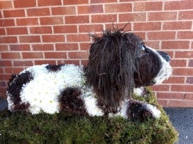 Spring spaniel Puppy