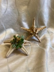 Starfish Succulent